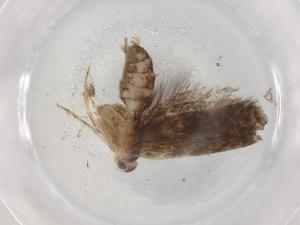  ( - BIOUG89380-G10)  @11 [ ] CreativeCommons - Attribution (2022) Centre for Biodiversity Genomics Centre for Biodiversity Genomics