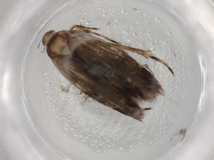  ( - BIOUG89380-H02)  @11 [ ] CreativeCommons - Attribution (2022) Centre for Biodiversity Genomics Centre for Biodiversity Genomics