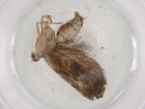  ( - BIOUG89381-B08)  @11 [ ] CreativeCommons - Attribution (2022) Centre for Biodiversity Genomics Centre for Biodiversity Genomics