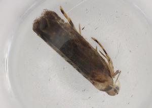  ( - BIOUG89381-C02)  @11 [ ] CreativeCommons - Attribution (2022) Centre for Biodiversity Genomics Centre for Biodiversity Genomics