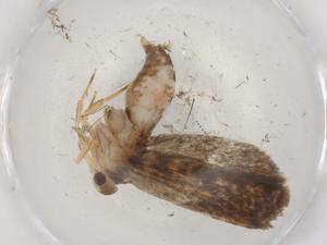  ( - BIOUG89381-C08)  @11 [ ] CreativeCommons - Attribution (2022) Centre for Biodiversity Genomics Centre for Biodiversity Genomics