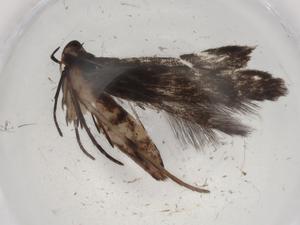  ( - BIOUG89381-C09)  @12 [ ] CreativeCommons - Attribution (2022) Centre for Biodiversity Genomics Centre for Biodiversity Genomics