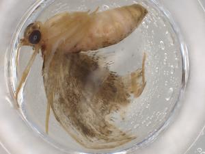  ( - BIOUG89450-C07)  @11 [ ] CreativeCommons - Attribution (2022) Centre for Biodiversity Genomics Centre for Biodiversity Genomics