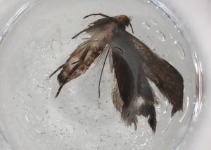  ( - BIOUG89450-D09)  @11 [ ] CreativeCommons - Attribution (2022) Centre for Biodiversity Genomics Centre for Biodiversity Genomics