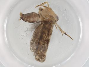  ( - BIOUG89524-F11)  @11 [ ] CreativeCommons - Attribution (2022) Centre for Biodiversity Genomics Centre for Biodiversity Genomics