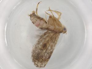  ( - BIOUG89524-G02)  @11 [ ] CreativeCommons - Attribution (2022) Centre for Biodiversity Genomics Centre for Biodiversity Genomics