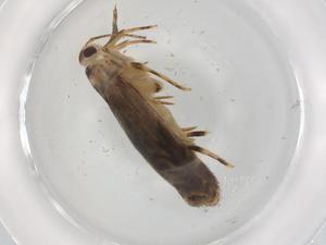  ( - BIOUG89524-G05)  @11 [ ] CreativeCommons - Attribution (2022) Centre for Biodiversity Genomics Centre for Biodiversity Genomics