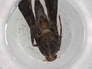  ( - BIOUG89524-G09)  @11 [ ] CreativeCommons - Attribution (2022) Centre for Biodiversity Genomics Centre for Biodiversity Genomics