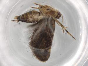  ( - BIOUG89524-H04)  @11 [ ] CreativeCommons - Attribution (2022) Centre for Biodiversity Genomics Centre for Biodiversity Genomics