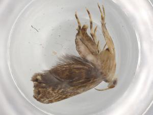  ( - BIOUG89524-H05)  @11 [ ] CreativeCommons - Attribution (2022) Centre for Biodiversity Genomics Centre for Biodiversity Genomics