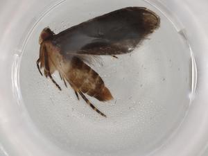  ( - BIOUG89525-B01)  @11 [ ] CreativeCommons - Attribution (2022) Centre for Biodiversity Genomics Centre for Biodiversity Genomics