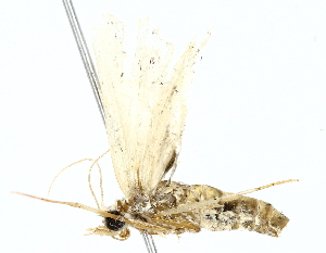  (Arugisa Malaise9944 - BIOUG85468-A05)  @11 [ ] CreativeCommons - Attribution (2022) CBG Photography Group Centre for Biodiversity Genomics