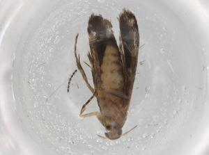  ( - BIOUG89418-G10)  @11 [ ] CreativeCommons - Attribution (2022) Centre for Biodiversity Genomics Centre for Biodiversity Genomics