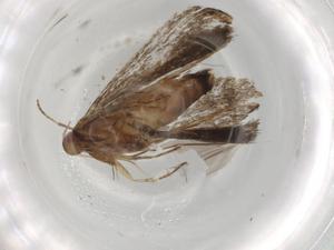  ( - BIOUG89418-H04)  @11 [ ] CreativeCommons - Attribution (2022) Centre for Biodiversity Genomics Centre for Biodiversity Genomics