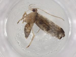  ( - BIOUG89420-G02)  @11 [ ] CreativeCommons - Attribution (2022) Centre for Biodiversity Genomics Centre for Biodiversity Genomics