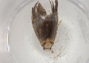  ( - BIOUG89482-E09)  @11 [ ] CreativeCommons - Attribution (2022) Centre for Biodiversity Genomics Centre for Biodiversity Genomics