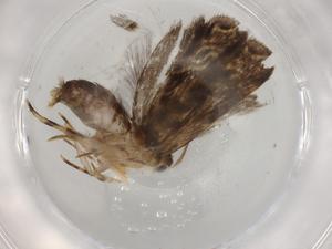  ( - BIOUG89482-F01)  @11 [ ] CreativeCommons - Attribution (2022) Centre for Biodiversity Genomics Centre for Biodiversity Genomics