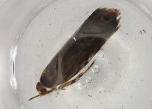  ( - BIOUG89482-G02)  @11 [ ] CreativeCommons - Attribution (2022) Centre for Biodiversity Genomics Centre for Biodiversity Genomics