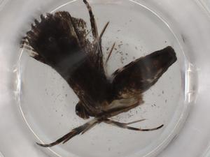  ( - BIOUG89636-B08)  @11 [ ] CreativeCommons - Attribution (2022) Centre for Biodiversity Genomics Centre for Biodiversity Genomics