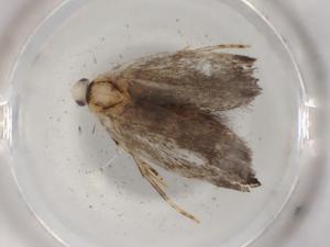  ( - BIOUG89636-F08)  @11 [ ] CreativeCommons - Attribution (2022) Centre for Biodiversity Genomics Centre for Biodiversity Genomics