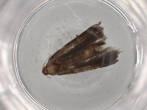  ( - BIOUG89636-H01)  @11 [ ] CreativeCommons - Attribution (2022) Centre for Biodiversity Genomics Centre for Biodiversity Genomics