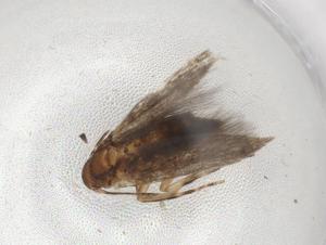  ( - BIOUG89637-B11)  @11 [ ] CreativeCommons - Attribution (2022) Centre for Biodiversity Genomics Centre for Biodiversity Genomics