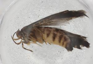  ( - BIOUG89637-D02)  @11 [ ] CreativeCommons - Attribution (2022) Centre for Biodiversity Genomics Centre for Biodiversity Genomics