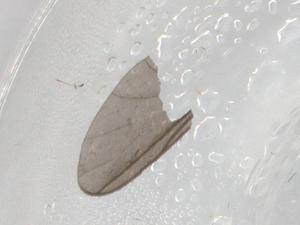  ( - BIOUG89758-H02)  @11 [ ] CreativeCommons - Attribution (2022) Centre for Biodiversity Genomics Centre for Biodiversity Genomics