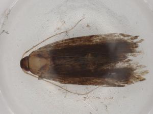  ( - BIOUG89760-C11)  @11 [ ] CreativeCommons - Attribution (2022) Centre for Biodiversity Genomics Centre for Biodiversity Genomics