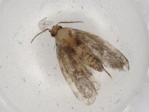  ( - BIOUG89760-D11)  @11 [ ] CreativeCommons - Attribution (2022) Centre for Biodiversity Genomics Centre for Biodiversity Genomics