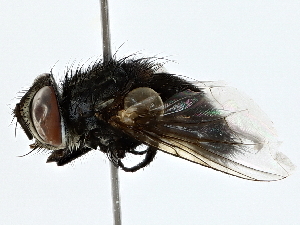  ( - BIOUG62732-C03)  @11 [ ] CreativeCommons - Attribution (2022) CBG Photography Group Centre for Biodiversity Genomics