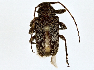  ( - BIOUG62732-D05)  @11 [ ] CreativeCommons - Attribution (2022) CBG Photography Group Centre for Biodiversity Genomics
