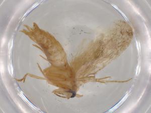  ( - BIOUG78612-E10)  @11 [ ] CreativeCommons - Attribution (2022) Centre for Biodiversity Genomics Centre for Biodiversity Genomics