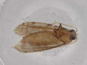  ( - BIOUG78612-E12)  @11 [ ] CreativeCommons - Attribution (2022) Centre for Biodiversity Genomics Centre for Biodiversity Genomics