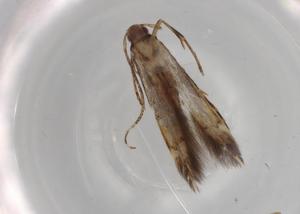  ( - BIOUG78694-A10)  @11 [ ] CreativeCommons - Attribution (2022) Centre for Biodiversity Genomics Centre for Biodiversity Genomics