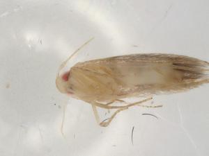  ( - BIOUG78695-A08)  @11 [ ] CreativeCommons - Attribution (2022) Centre for Biodiversity Genomics Centre for Biodiversity Genomics