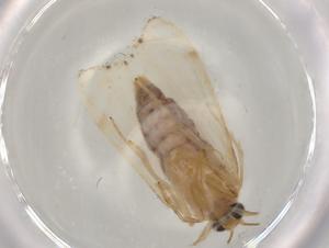  ( - BIOUG78905-E09)  @11 [ ] CreativeCommons - Attribution (2022) Centre for Biodiversity Genomics Centre for Biodiversity Genomics