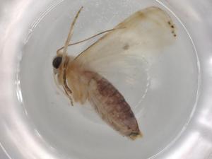  ( - BIOUG78906-A01)  @11 [ ] CreativeCommons - Attribution (2022) Centre for Biodiversity Genomics Centre for Biodiversity Genomics