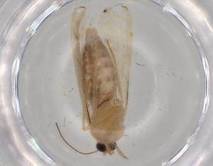  ( - BIOUG78906-E04)  @11 [ ] CreativeCommons - Attribution (2022) Centre for Biodiversity Genomics Centre for Biodiversity Genomics