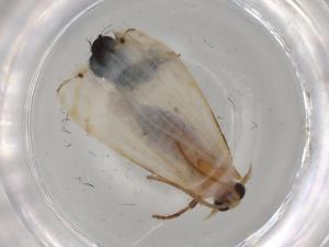  ( - BIOUG78906-H10)  @11 [ ] CreativeCommons - Attribution (2022) Centre for Biodiversity Genomics Centre for Biodiversity Genomics