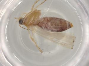  ( - BIOUG78907-A03)  @11 [ ] CreativeCommons - Attribution (2022) Centre for Biodiversity Genomics Centre for Biodiversity Genomics