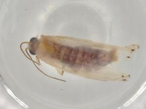  ( - BIOUG78907-G04)  @11 [ ] CreativeCommons - Attribution (2022) Centre for Biodiversity Genomics Centre for Biodiversity Genomics