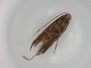  ( - BIOUG78979-A07)  @11 [ ] CreativeCommons - Attribution (2022) Centre for Biodiversity Genomics Centre for Biodiversity Genomics