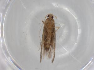  ( - BIOUG78992-C08)  @11 [ ] CreativeCommons - Attribution (2022) Centre for Biodiversity Genomics Centre for Biodiversity Genomics