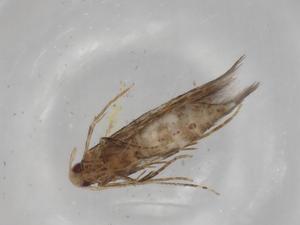  ( - BIOUG78992-E06)  @11 [ ] CreativeCommons - Attribution (2022) Centre for Biodiversity Genomics Centre for Biodiversity Genomics