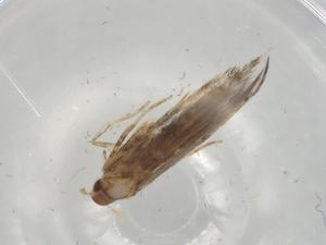  ( - BIOUG78993-F01)  @11 [ ] CreativeCommons - Attribution (2022) Centre for Biodiversity Genomics Centre for Biodiversity Genomics