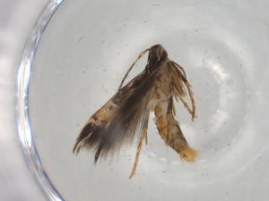  ( - BIOUG78993-G10)  @11 [ ] CreativeCommons - Attribution (2022) Centre for Biodiversity Genomics Centre for Biodiversity Genomics