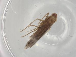  ( - BIOUG78993-H05)  @11 [ ] CreativeCommons - Attribution (2022) Centre for Biodiversity Genomics Centre for Biodiversity Genomics