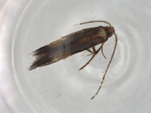  ( - BIOUG78993-H10)  @11 [ ] CreativeCommons - Attribution (2022) Centre for Biodiversity Genomics Centre for Biodiversity Genomics