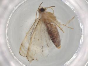  ( - BIOUG78995-H10)  @11 [ ] CreativeCommons - Attribution (2022) Centre for Biodiversity Genomics Centre for Biodiversity Genomics